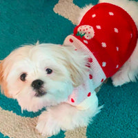 Thumbnail for Dog Coat - Dog Sweater - Classic Turtleneck Knit Dog Sweater - Warm Winter Dog Clothes - Cute Strawberry Heart Pattern - Perfect for Small and Medium Dogs - Red - Size XXL