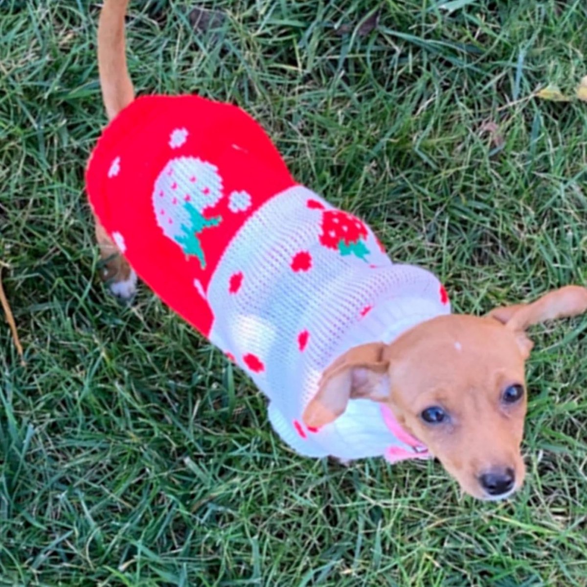 Dog Coat - Dog Sweater - Classic Turtleneck Knit Dog Sweater - Warm Winter Dog Clothes - Cute Strawberry Heart Pattern - Perfect for Small and Medium Dogs - Red - Size XXL