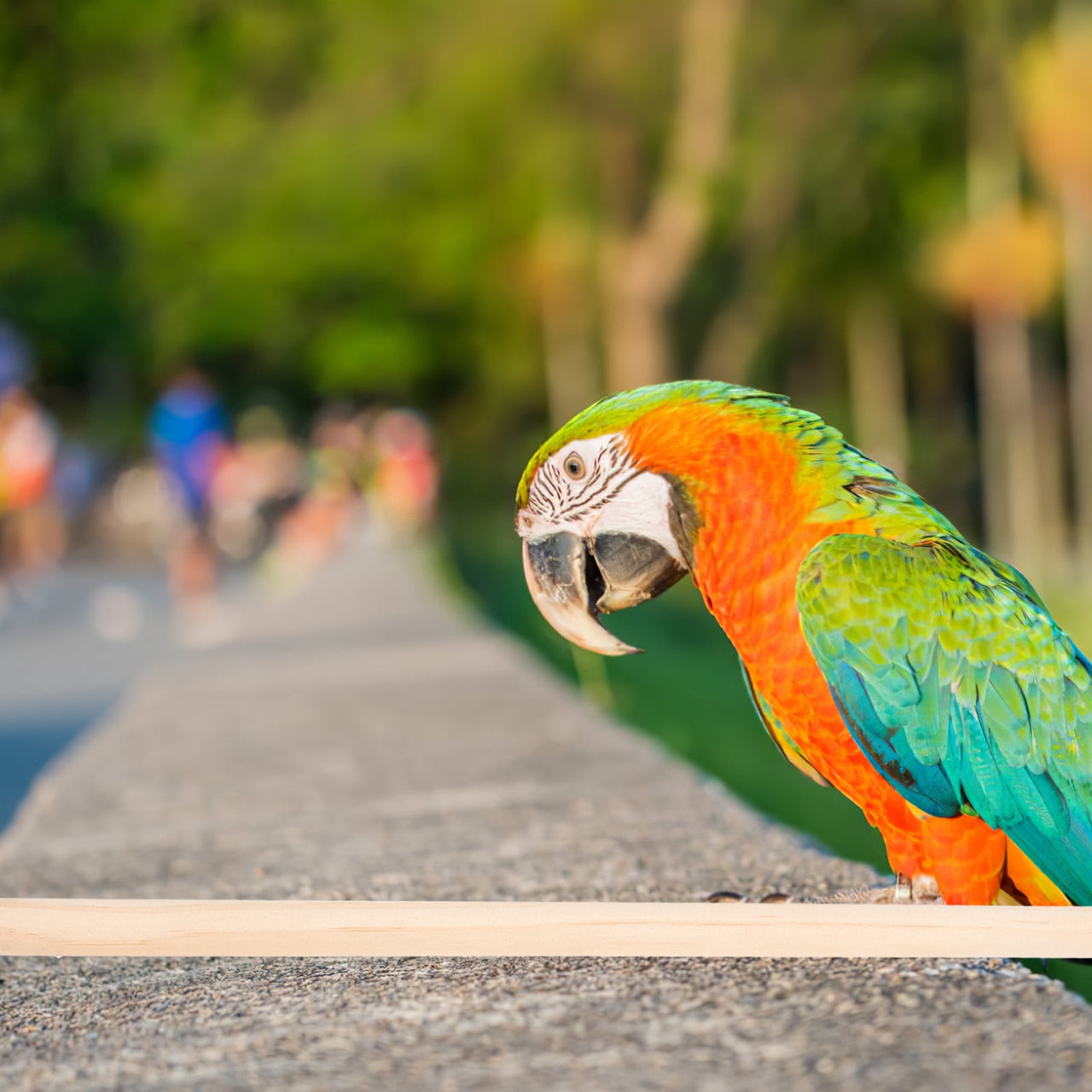 Wooden Parrot Standing Pole 5PCS Bird Perches for Cage, Bird Cage Accessories, Climbing Perch Stand for African Grey, Parakeet