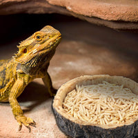 Thumbnail for 2 Pack Reptile Water and Food Bowls, Novelty Food Bowl for Lizards, Young Bearded Dragons, Small Snakes and More - Made from BPA-Free Plastic