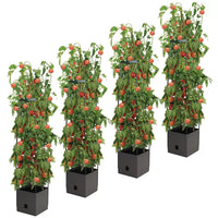 Thumbnail for Tomato Tower With 3 Tier Frame 4 x Pack