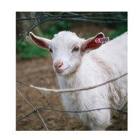 Thumbnail for 1-100 Cattle Number Ear Tag 5x2cm Set - Mini Pink Cow Sheep Pig Livestock Label