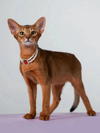 Thumbnail for 3-pcs Red Diamond  Double Strand Pearl & Rhinestone Pet Necklace - Luxury Collar for Cats & Dogs Size S (20-26CMCM)